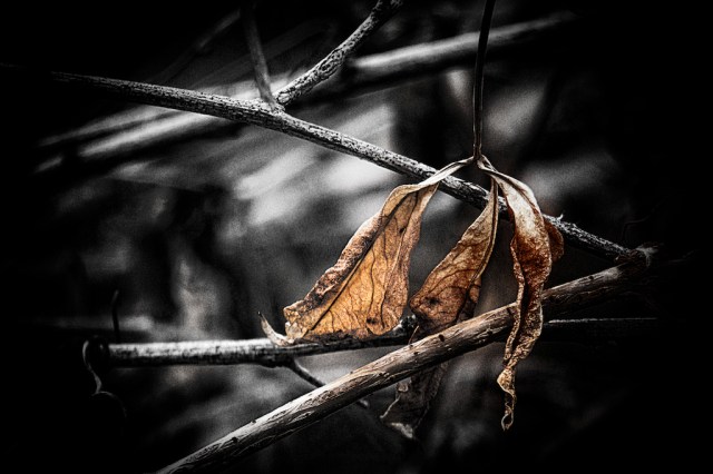 photo friday natural light