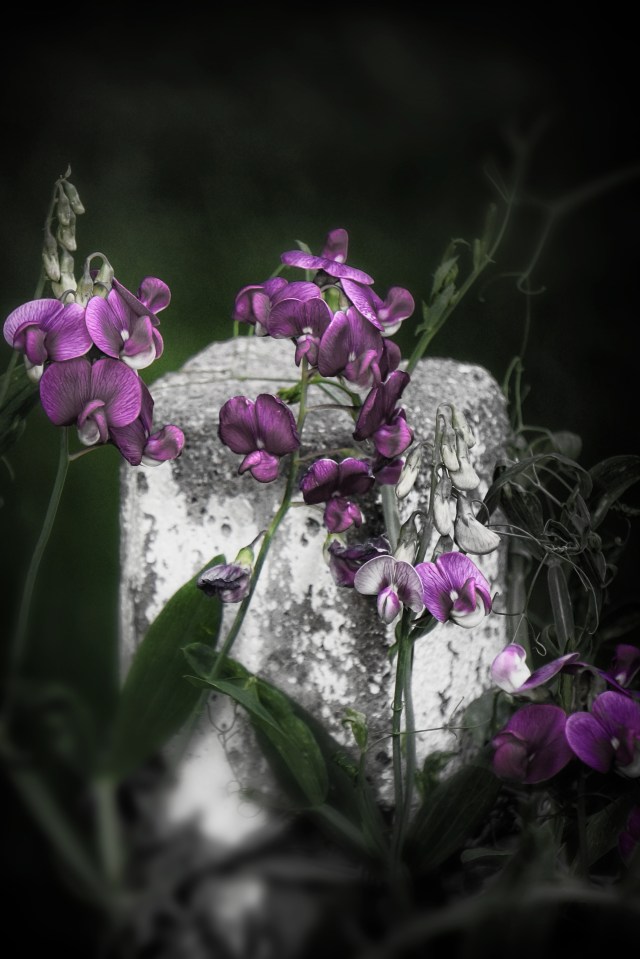 sweet peas