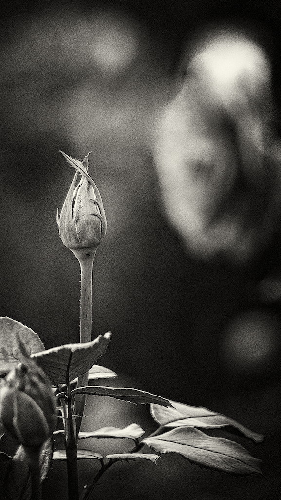 photofridaynaturewalk