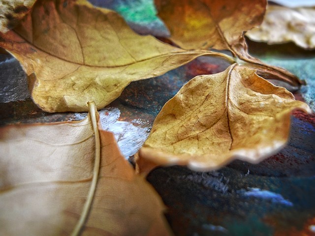 weeklyphotochallengemorn