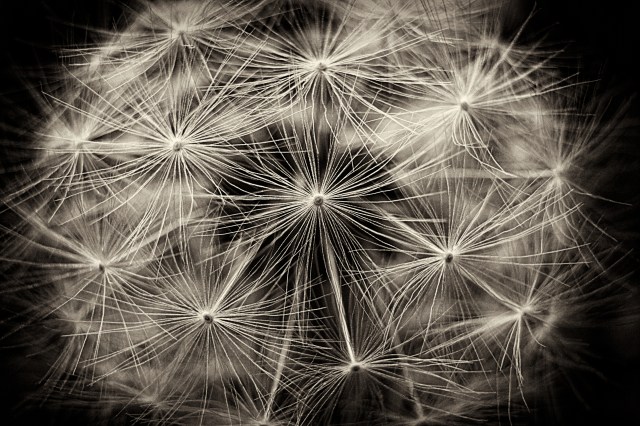 dandelion caplio GX100, ISO 80, 7.8mm, f-4.2, shutter speed 1-310