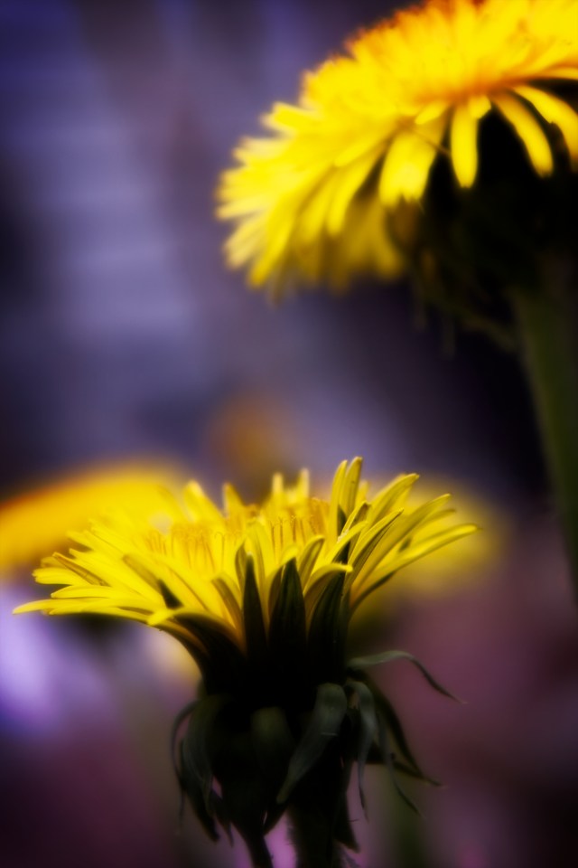 dandelionsyellowandpurple 2