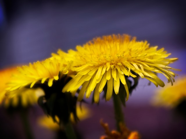 dandelionsyellowandpurple 4