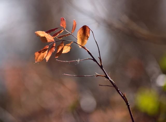 capturedsunshine (1)