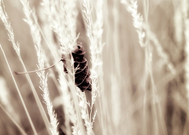 oneinfourchallenge2wk