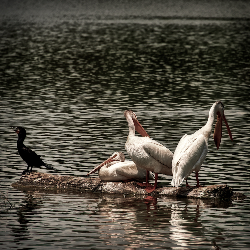 three pelicans and a cormorant