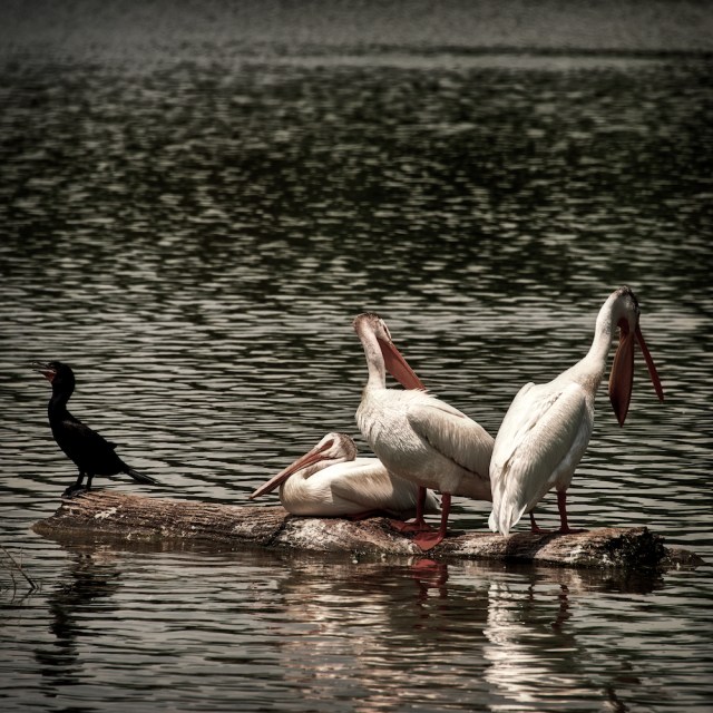 three pelicans and a cormorant