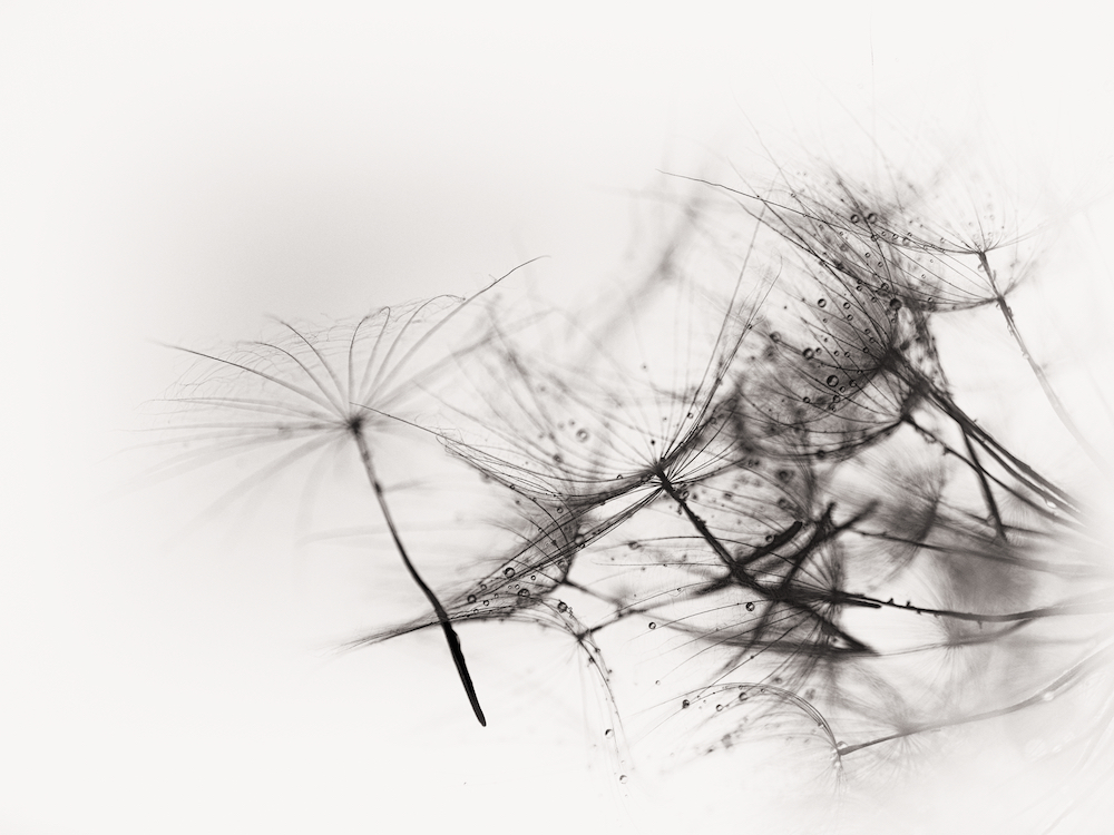 catching raindrops l