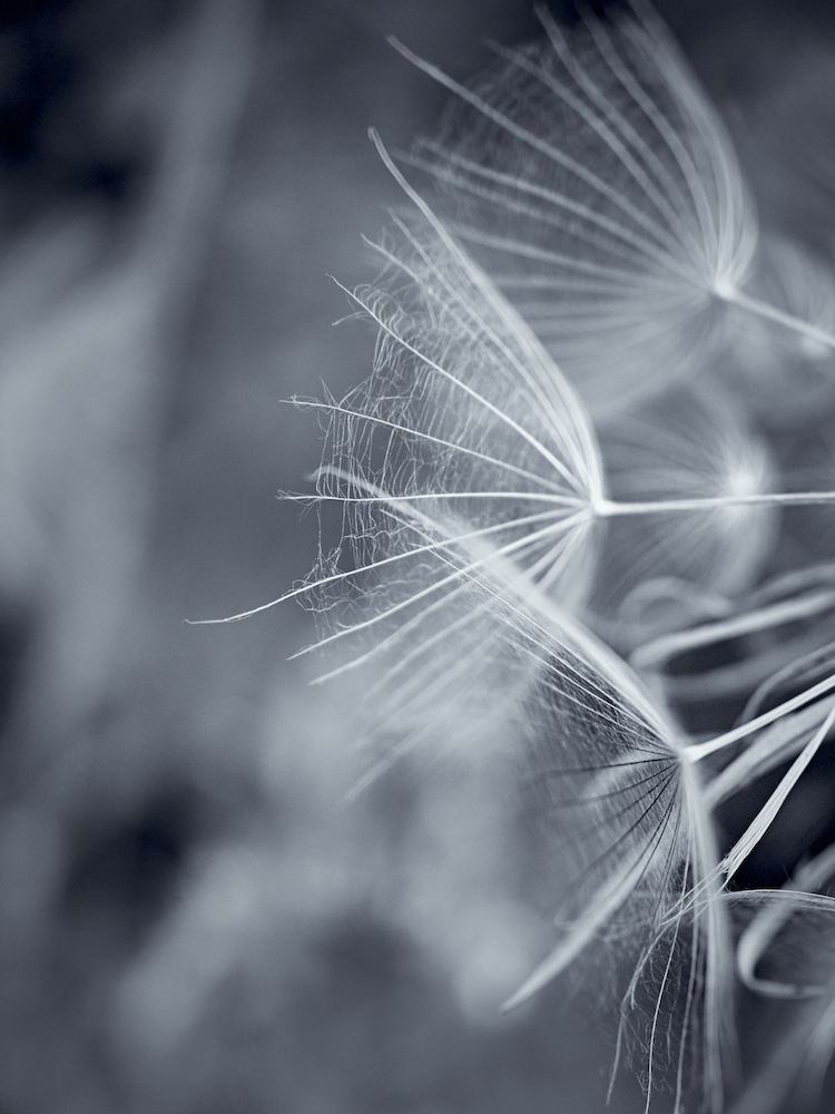 clock of the salsify