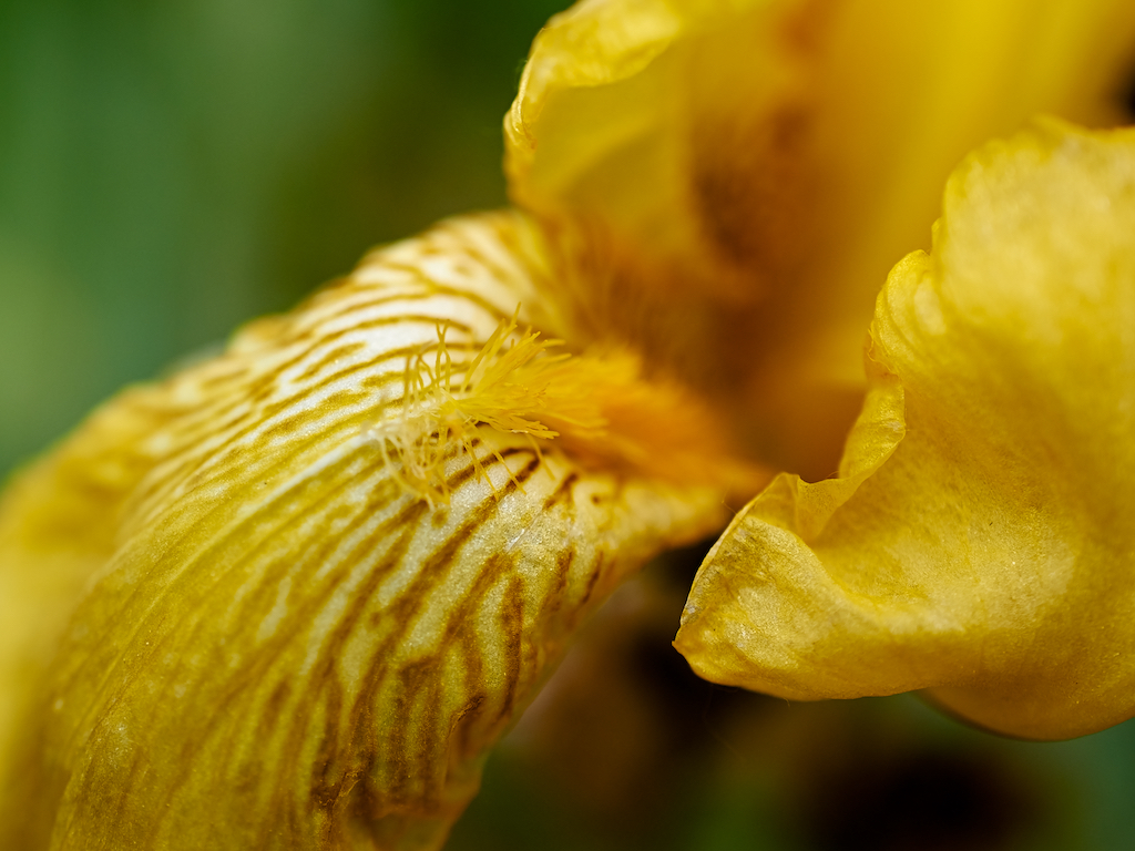 yellowiris