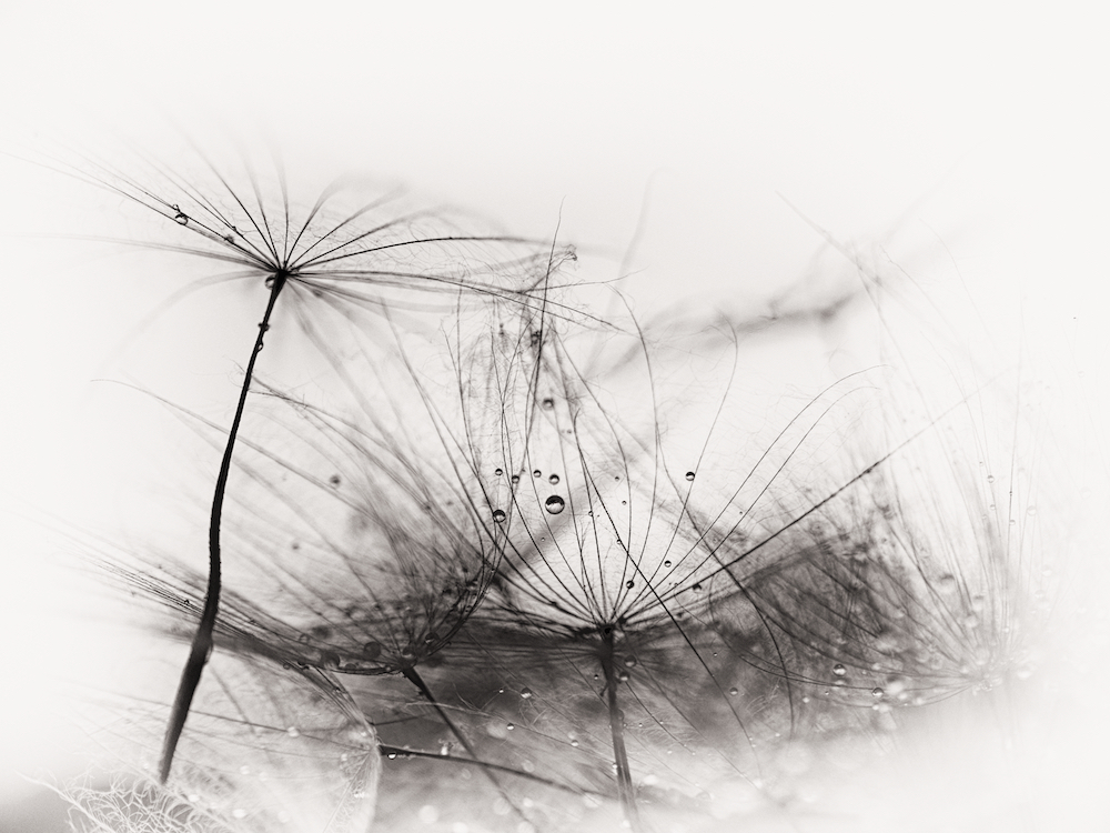 catching rain drops ll