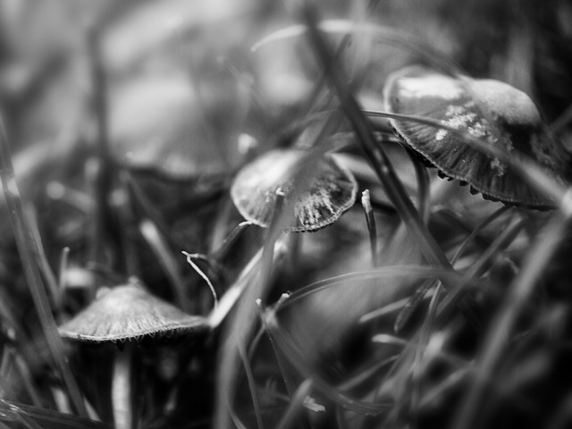 after the summer rain...a village of mushrooms
