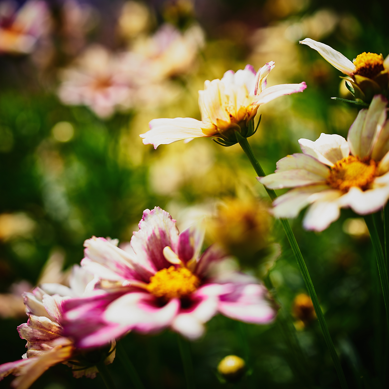 brendakofford_blossomviewing1x