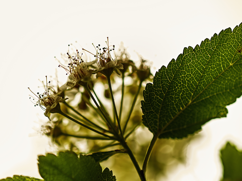 thursday'sspecialminuscle