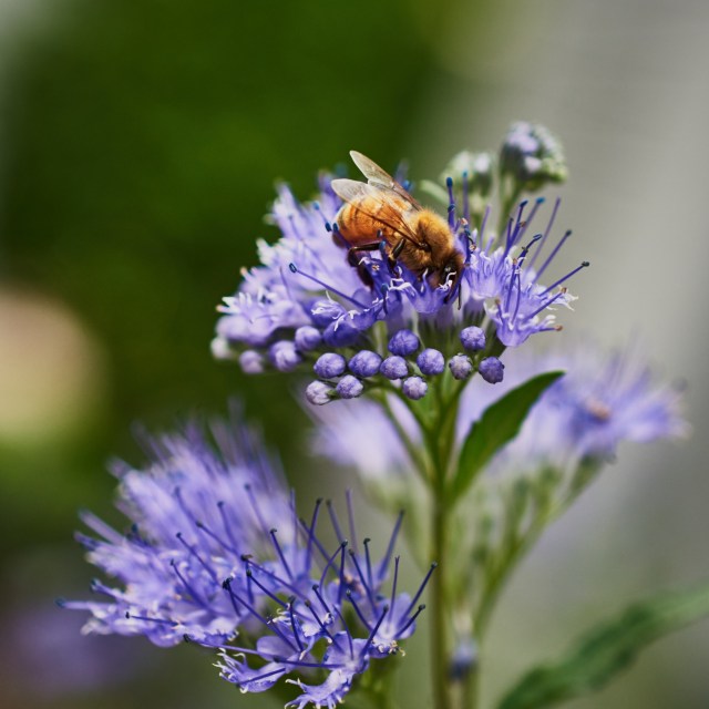 DSC_6858bckofford 2015