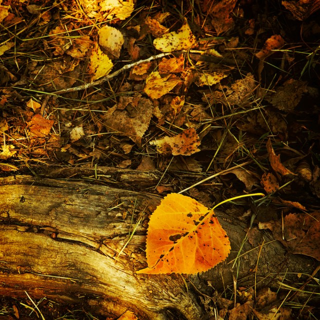 weeklyphotochallengechange