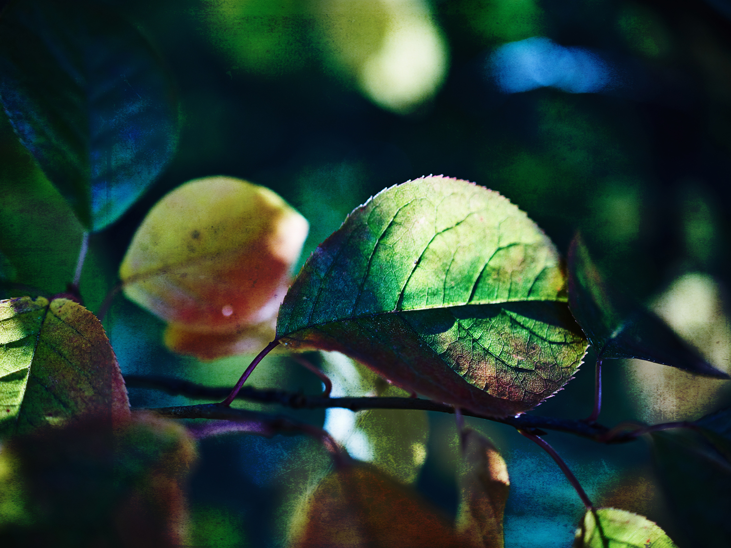 brendakofford_litbysettingsun1x