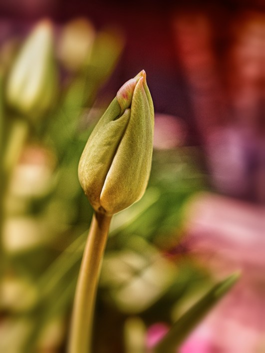 springbckofford 20154DSC_7703Apr 23 2016 1tulip
