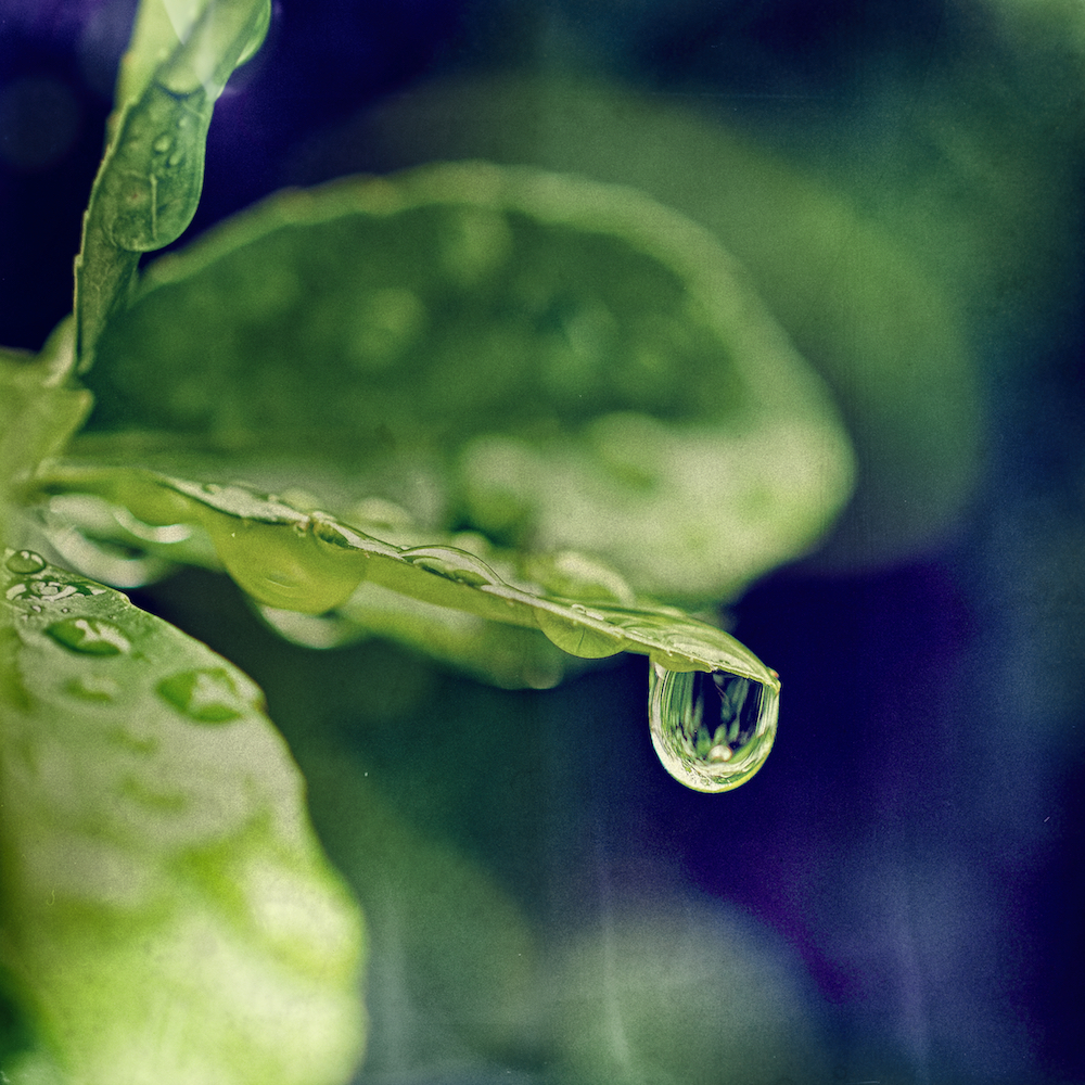 100 days...greenwaterdropswetplate (1)