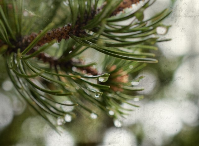 100 days...greenwaterdropswetplate (2)