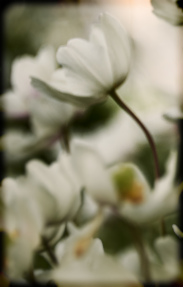 100days...blurblossom