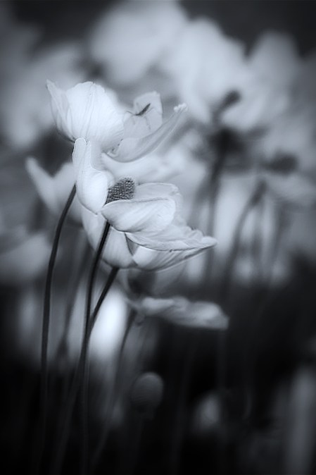 100days...whitewithbug