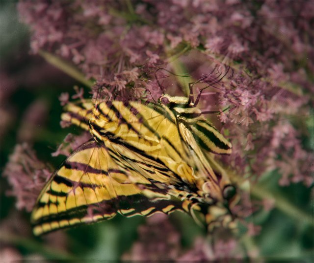 100daysbutterfjlydoubleexposure