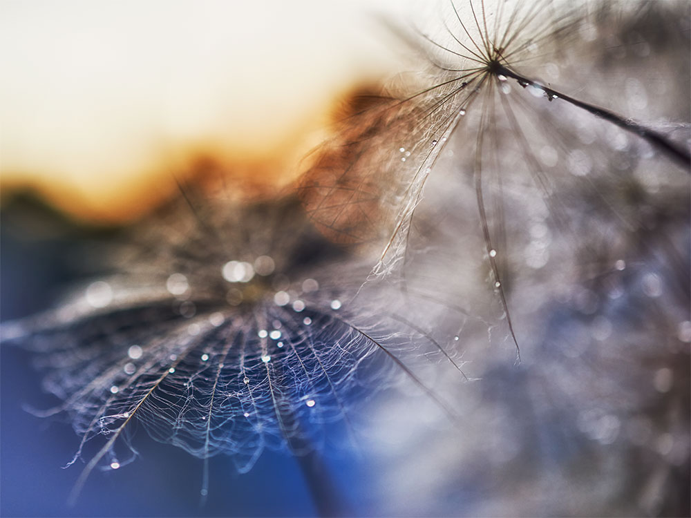 brendakofford_dreamcatcherll