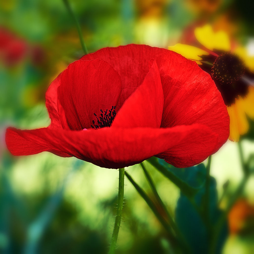 poppy
