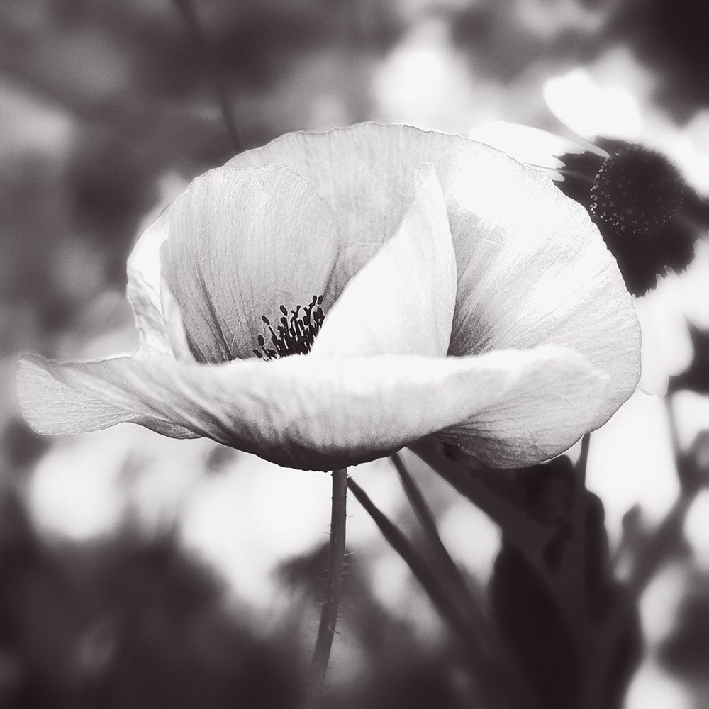 poppybw