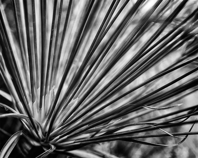 bwmacrobckofford-20164-5dsc_1236oct-04-2016