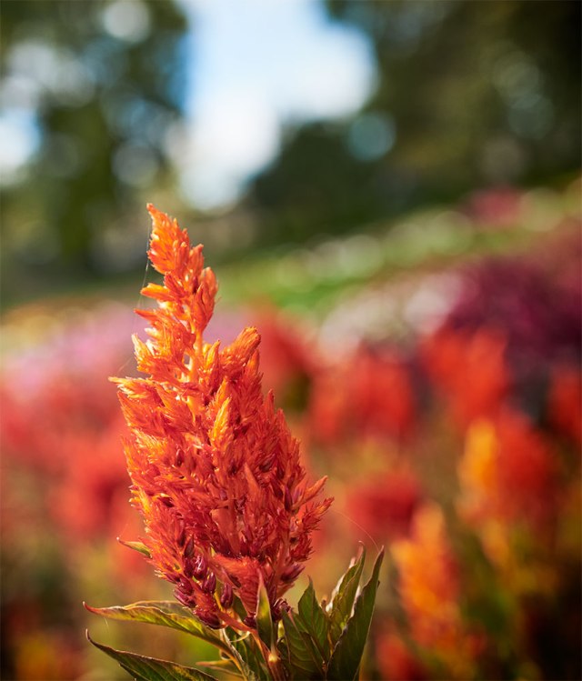 macrobckofford-20164-5dsc_1221oct-04-2016