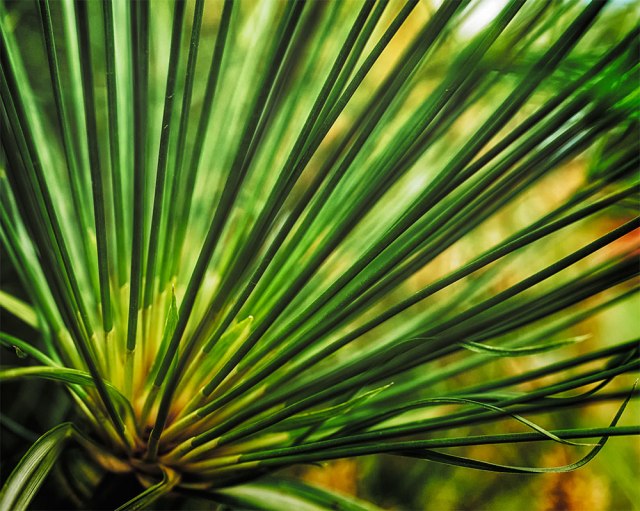 macrobckofford-20164-5dsc_1236oct-04-2016