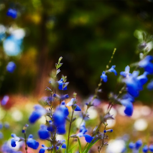 macrobckofford-20164-5dsc_1279oct-04-2016