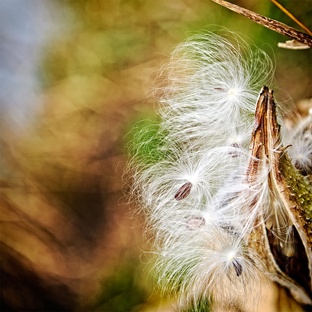 milkweed