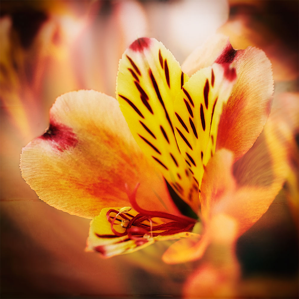 blossom