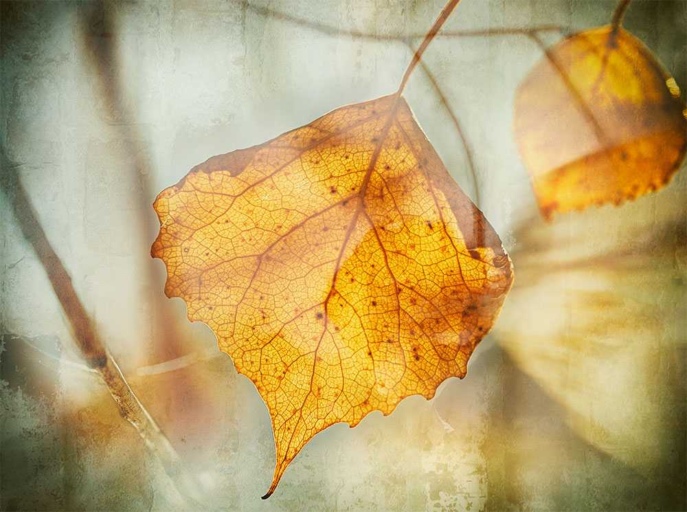 winterbckoffordmultiexp-20154dsc_2133jan-27-2017-2