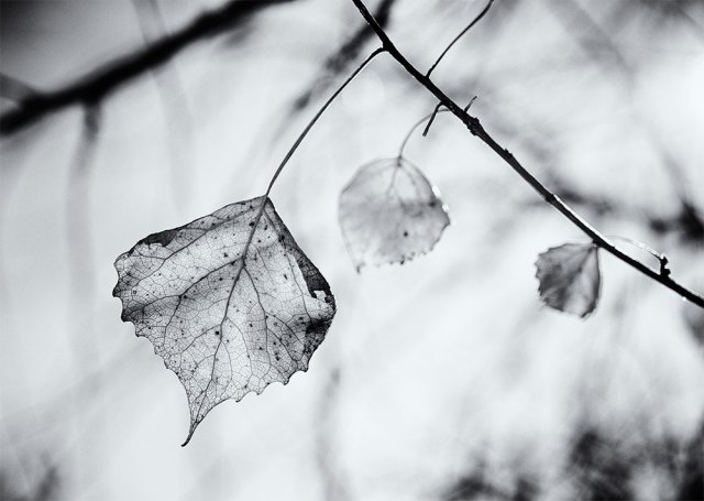 winterbwbckofford-20154dsc_2137jan-27-2017-1