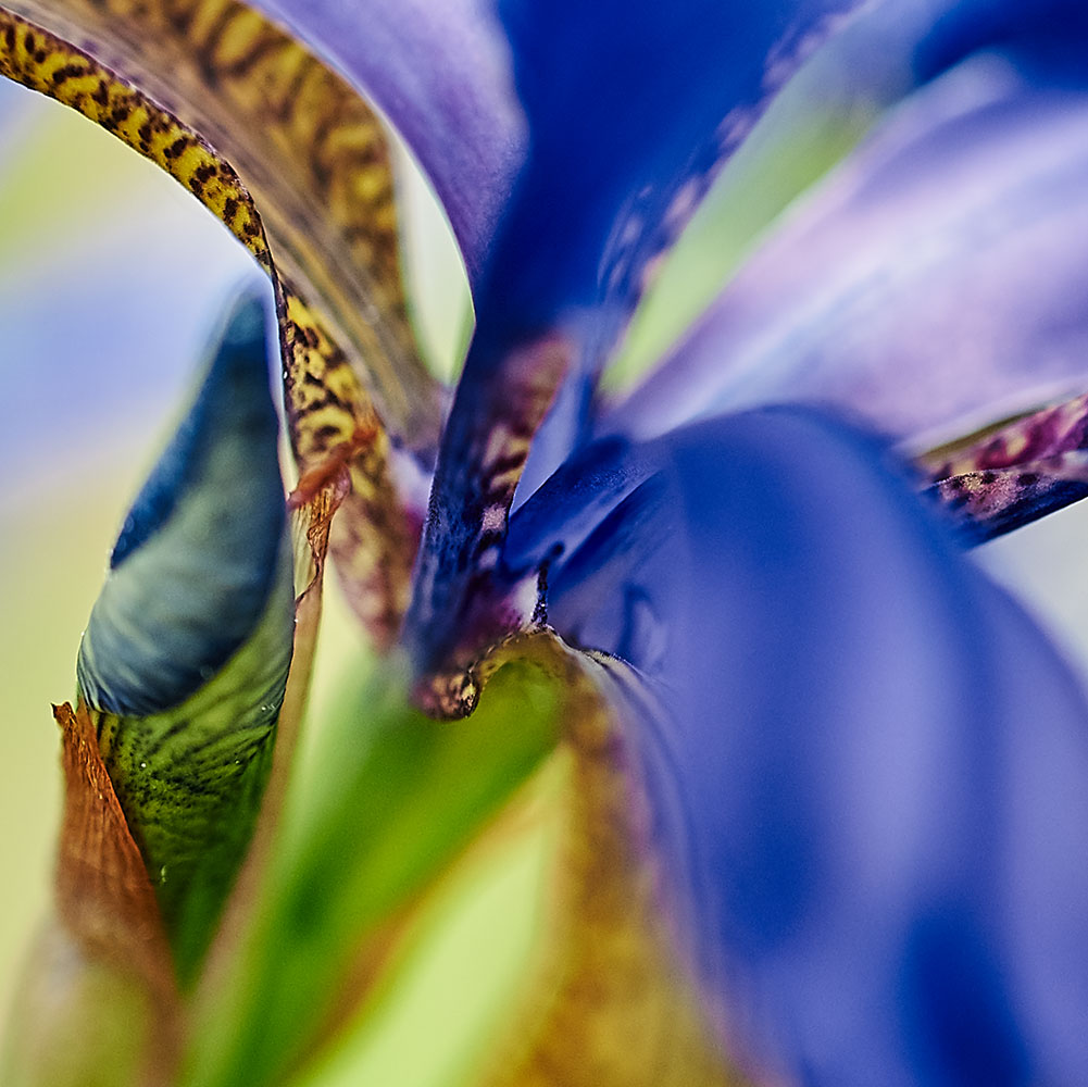 iris