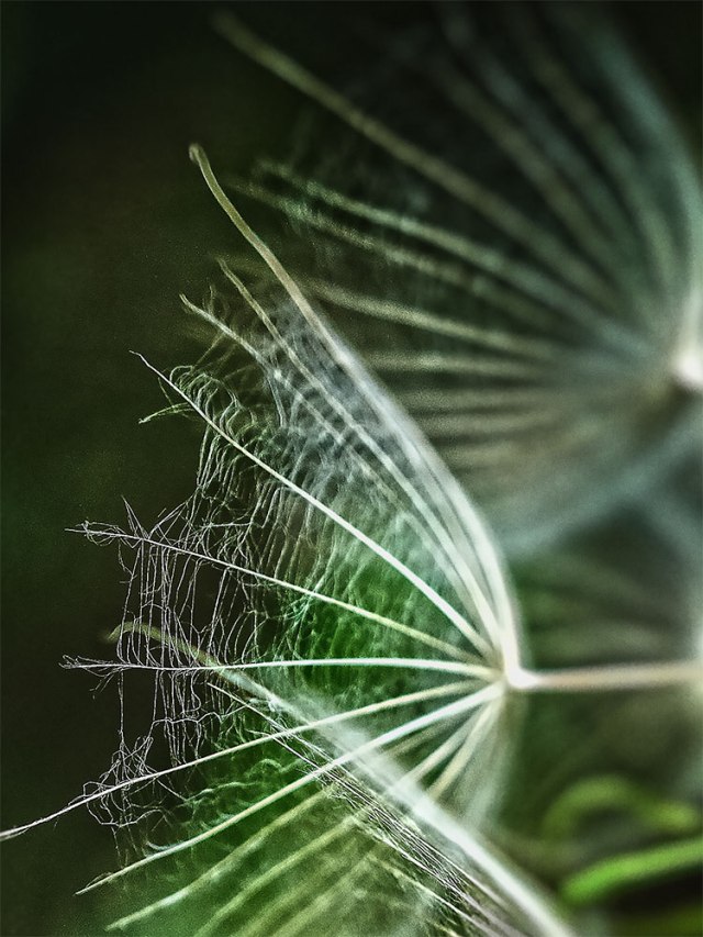 brendakofford_wishinglb