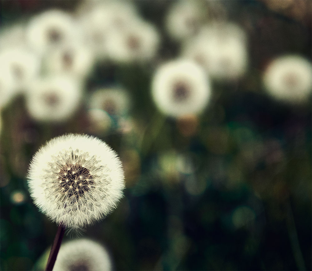 dandelion