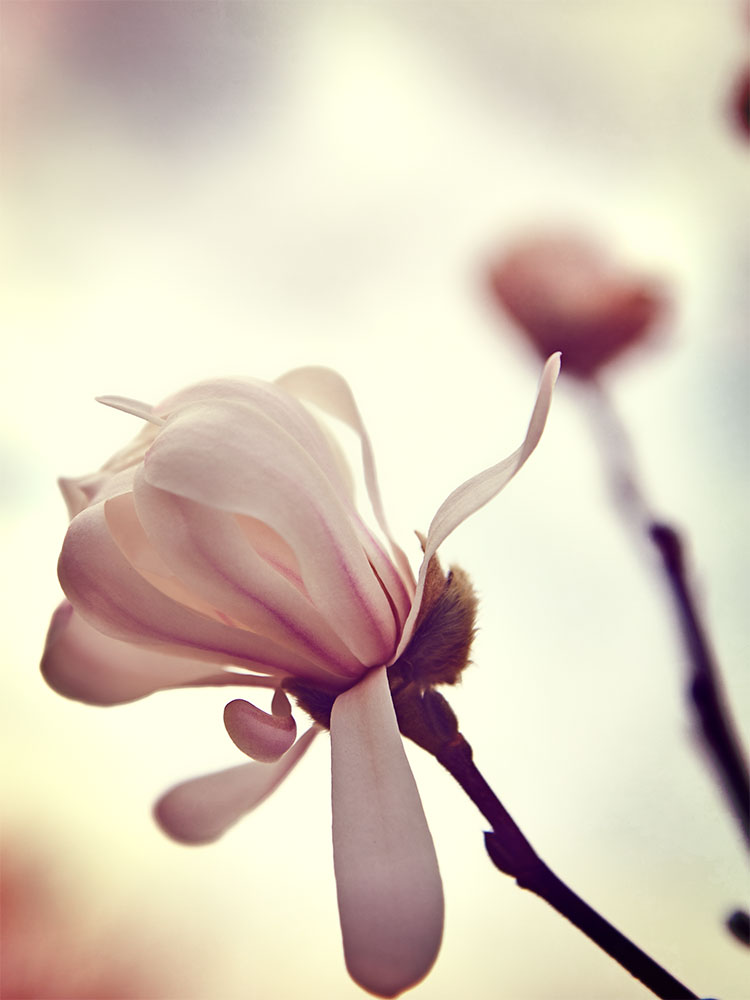 springtulip