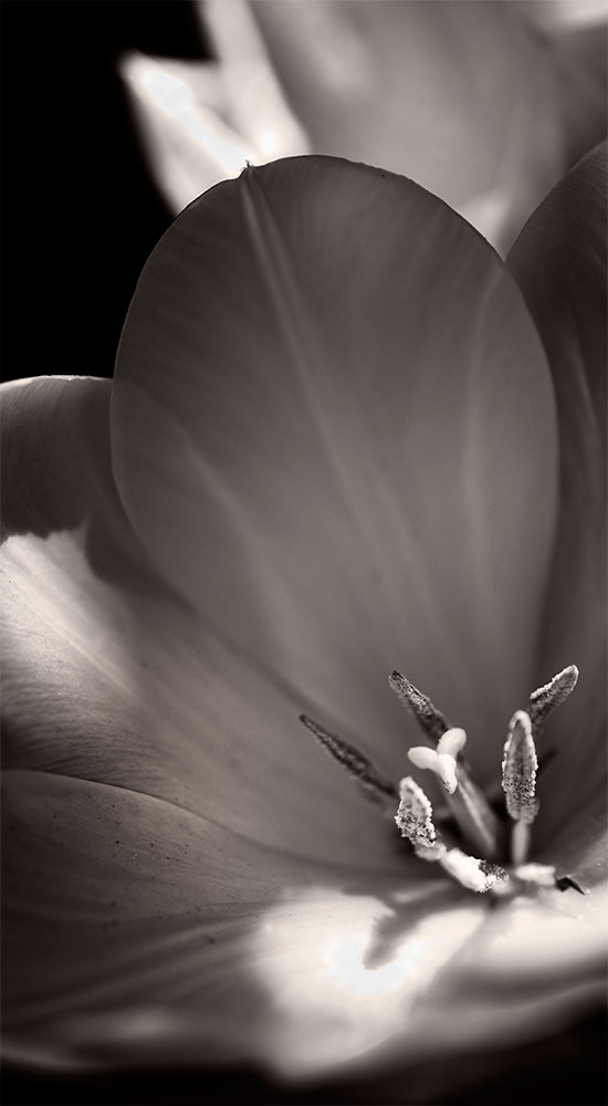 tulipshadesofbnw