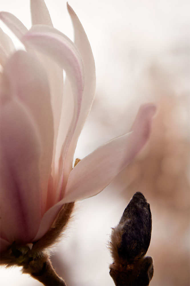 tuliptreemanifesting