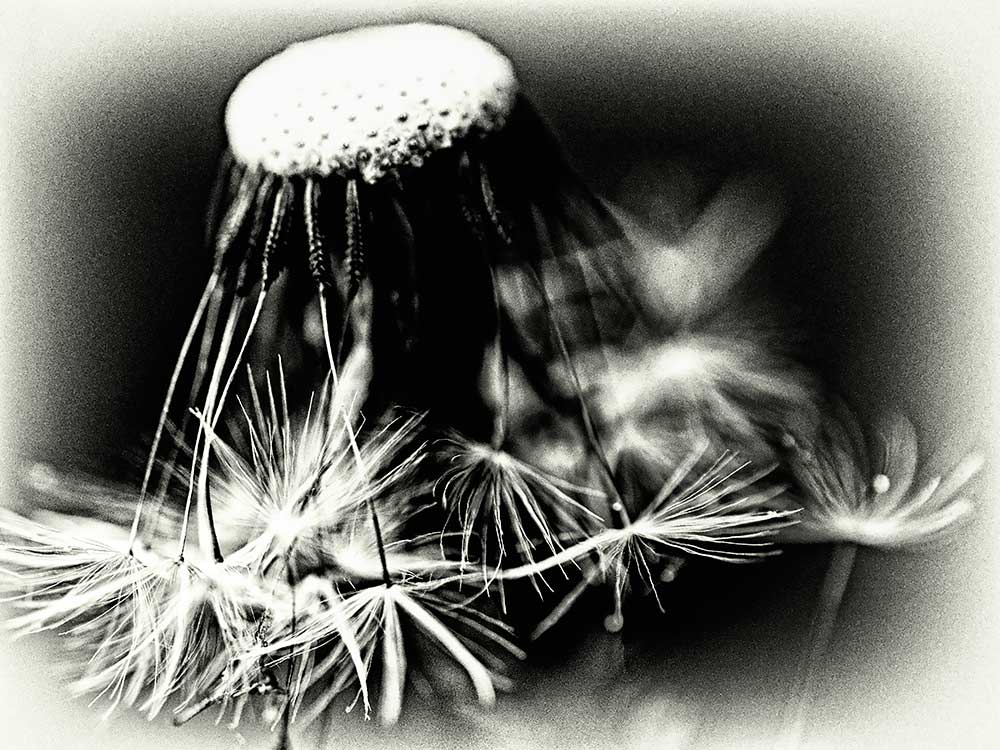 dandelionprojectblackandwhitesunday