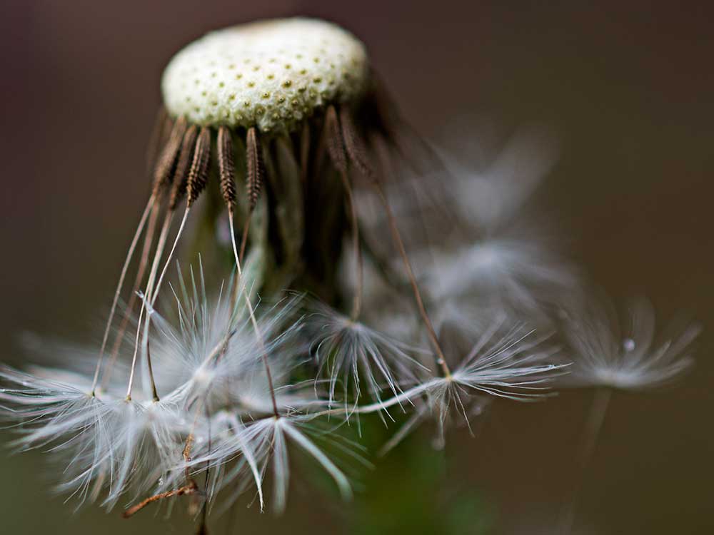dandelionprojectblackandwhitesunday2