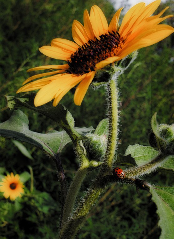 sunflowerladybugsmall