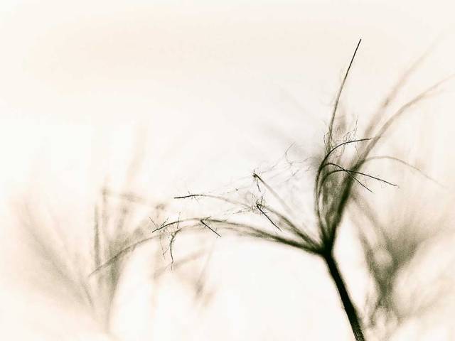 enduringtracesarashina