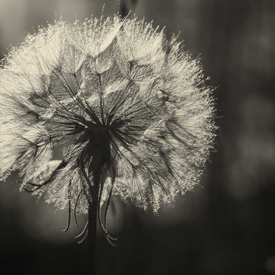 beforeaftergoatsbeardbweb