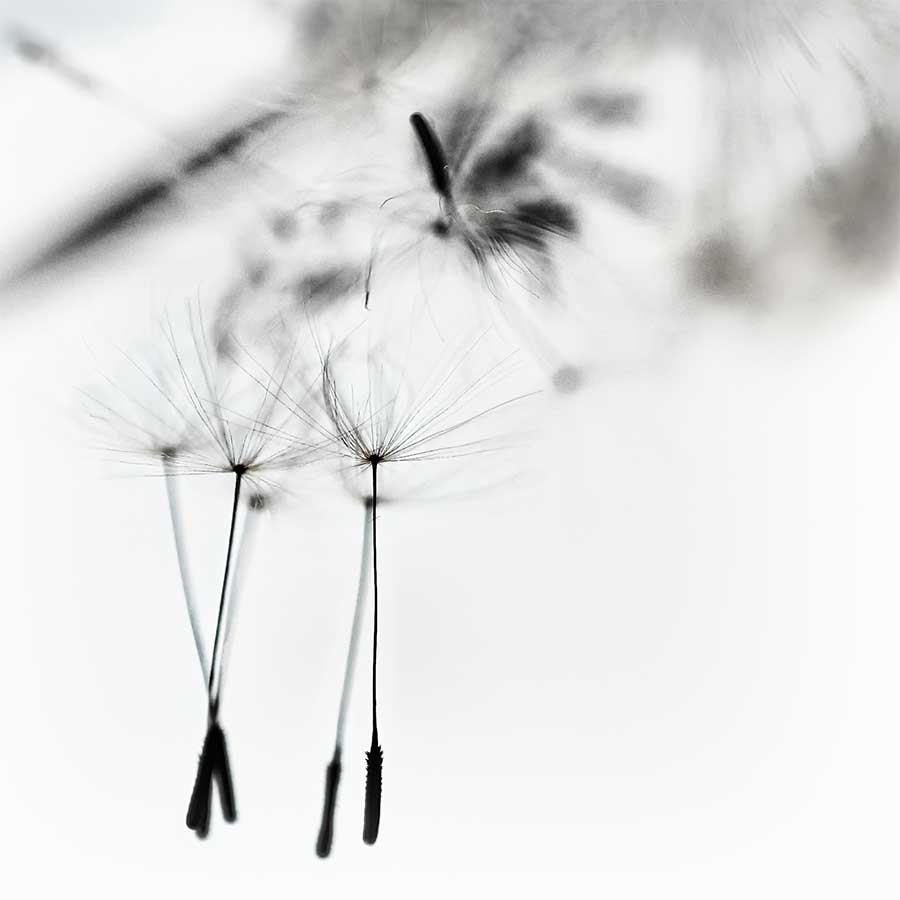 dandelionproject729bweb